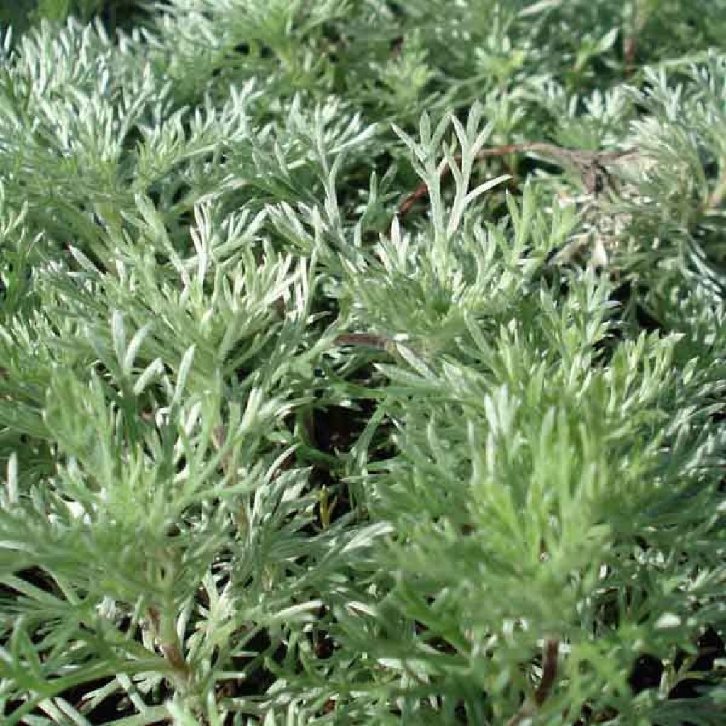 Artemisia schmidtiana Nana