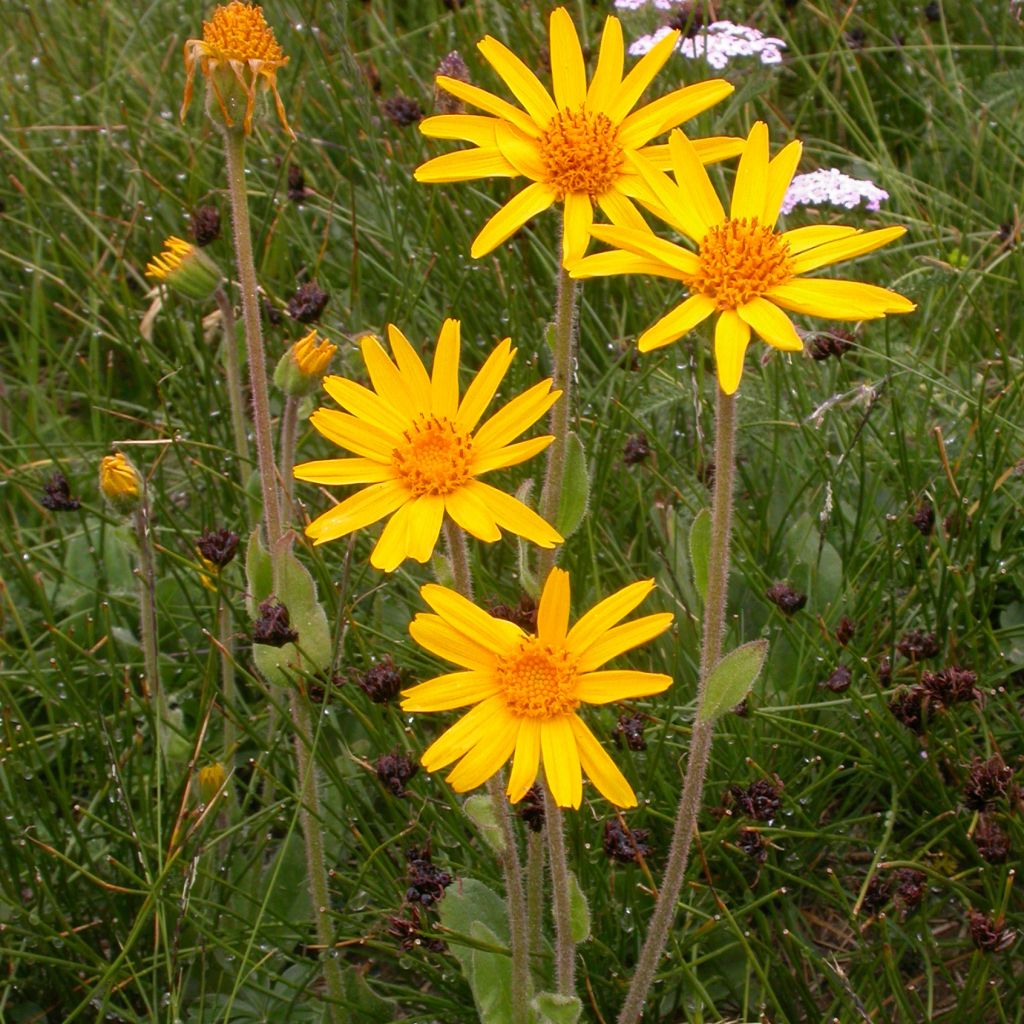 Arnica montana