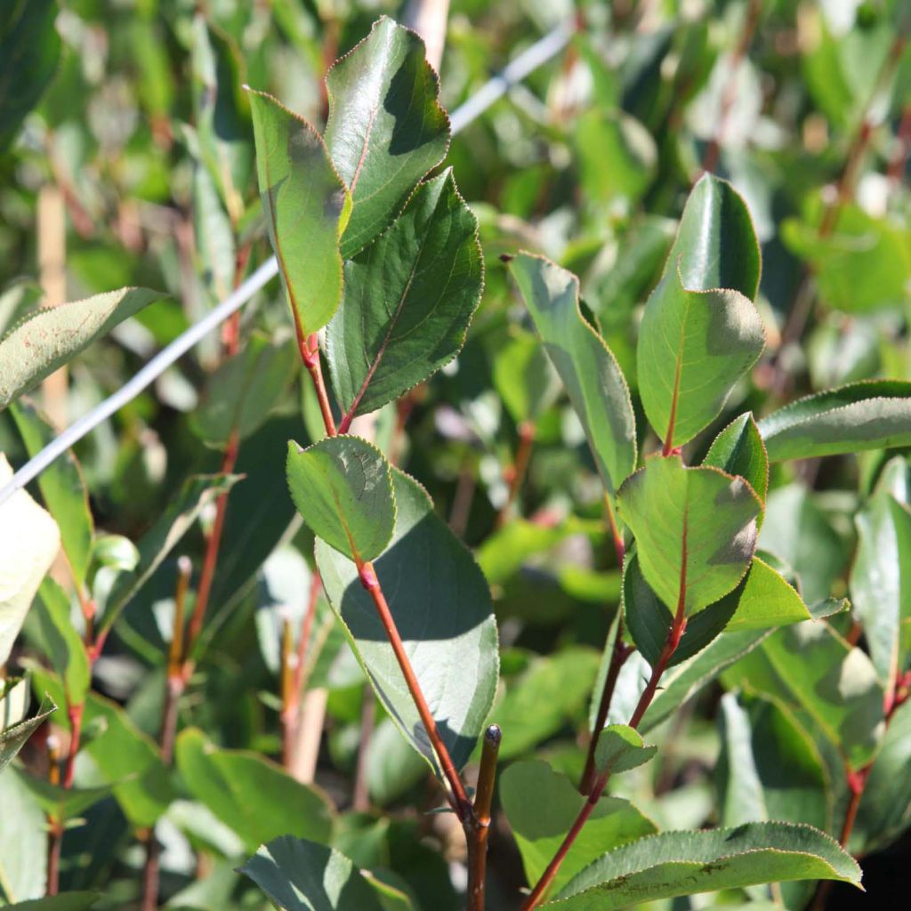 Aronia melanocarpa Autumn Magic