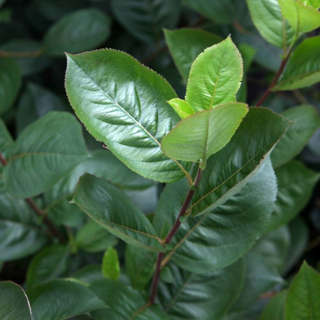 Aronia prunifolia Aron