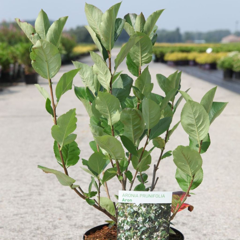 Aronia prunifolia Aron
