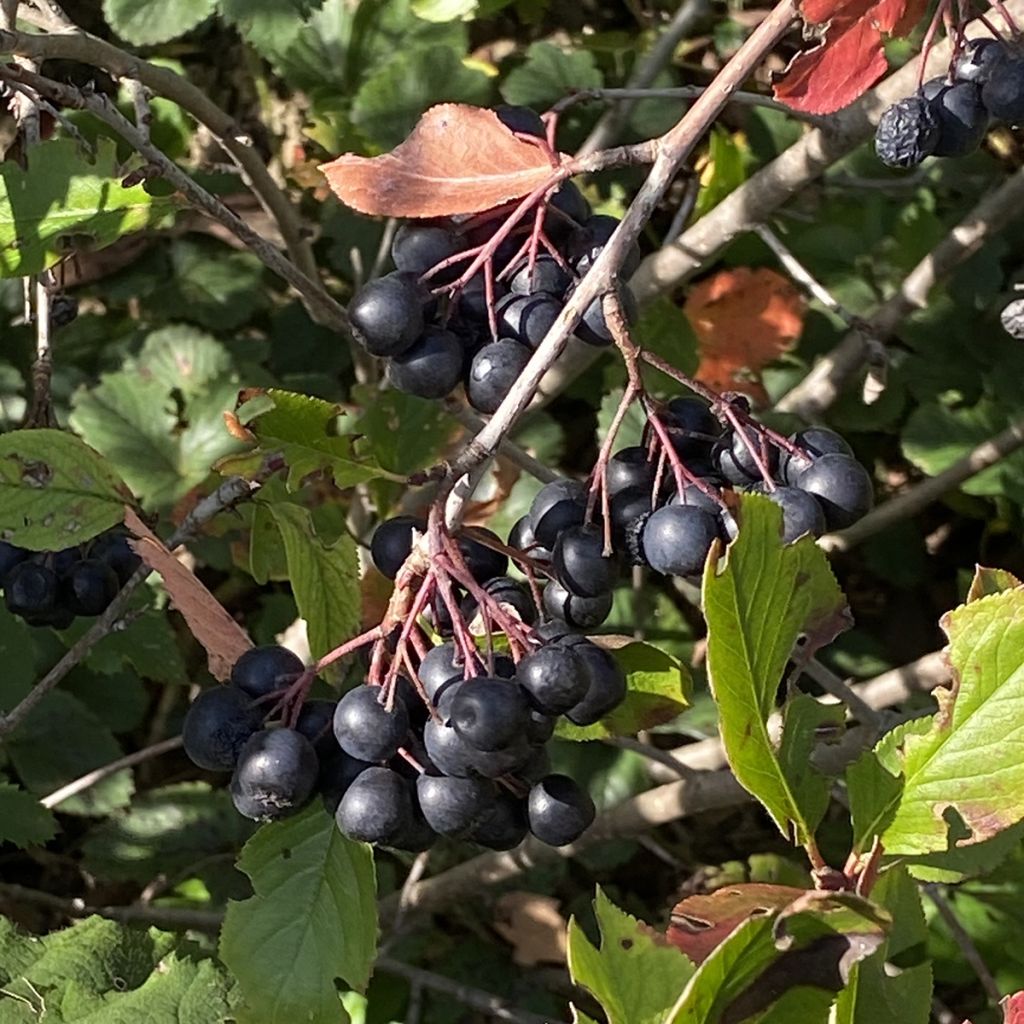 Aronia prunifolia Aron