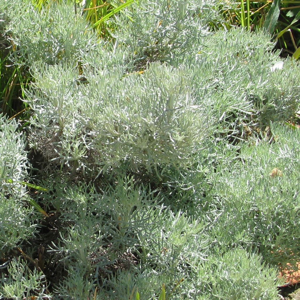 Artemisia alba Canescens
