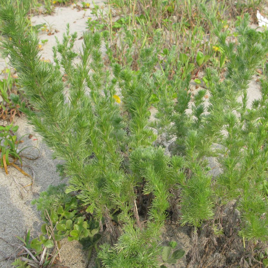 Artemisia capillaris