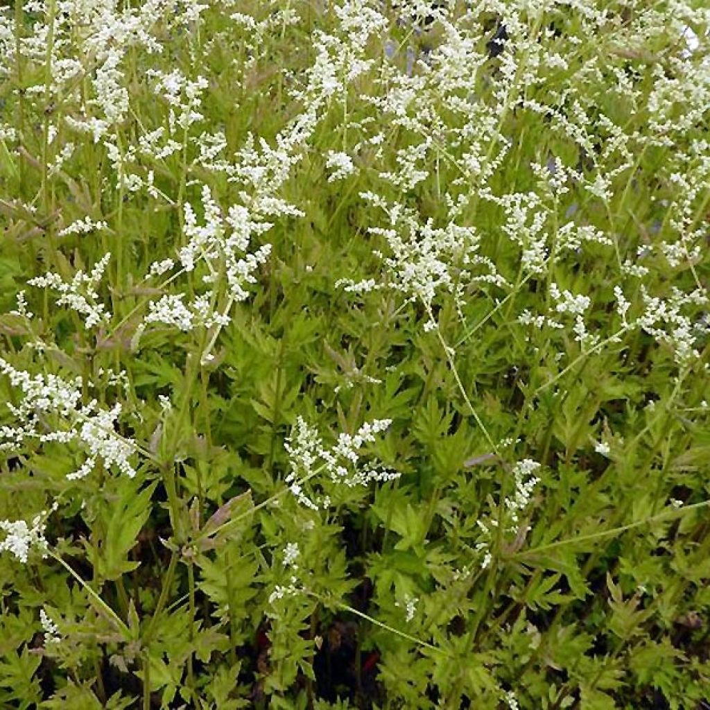 Artemisia lactiflora Jim Russell