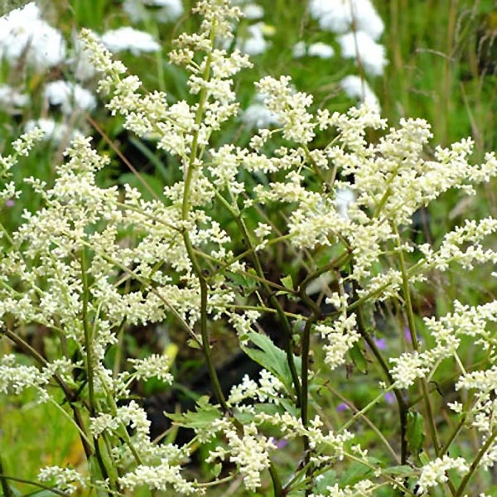 Artemisia lactiflora Jim Russell