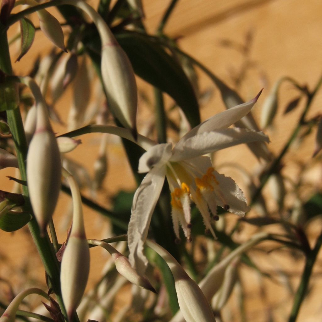 Arthropodium cirratum
