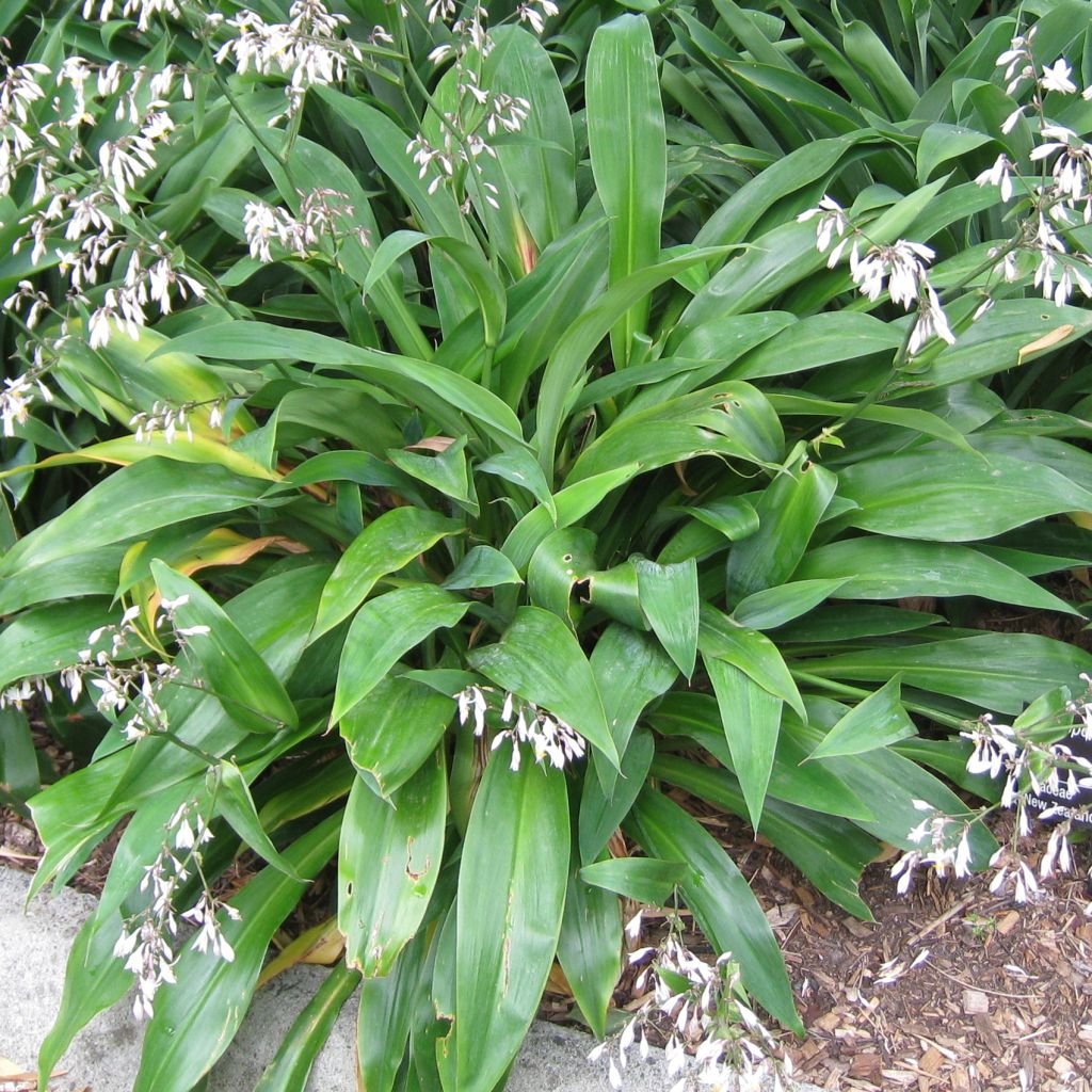 Arthropodium cirratum