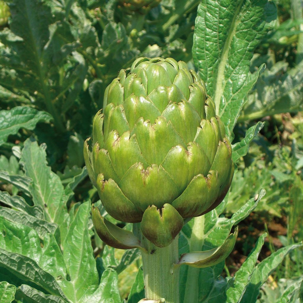 Artichoke Imperial Star - Cynara Scolymus