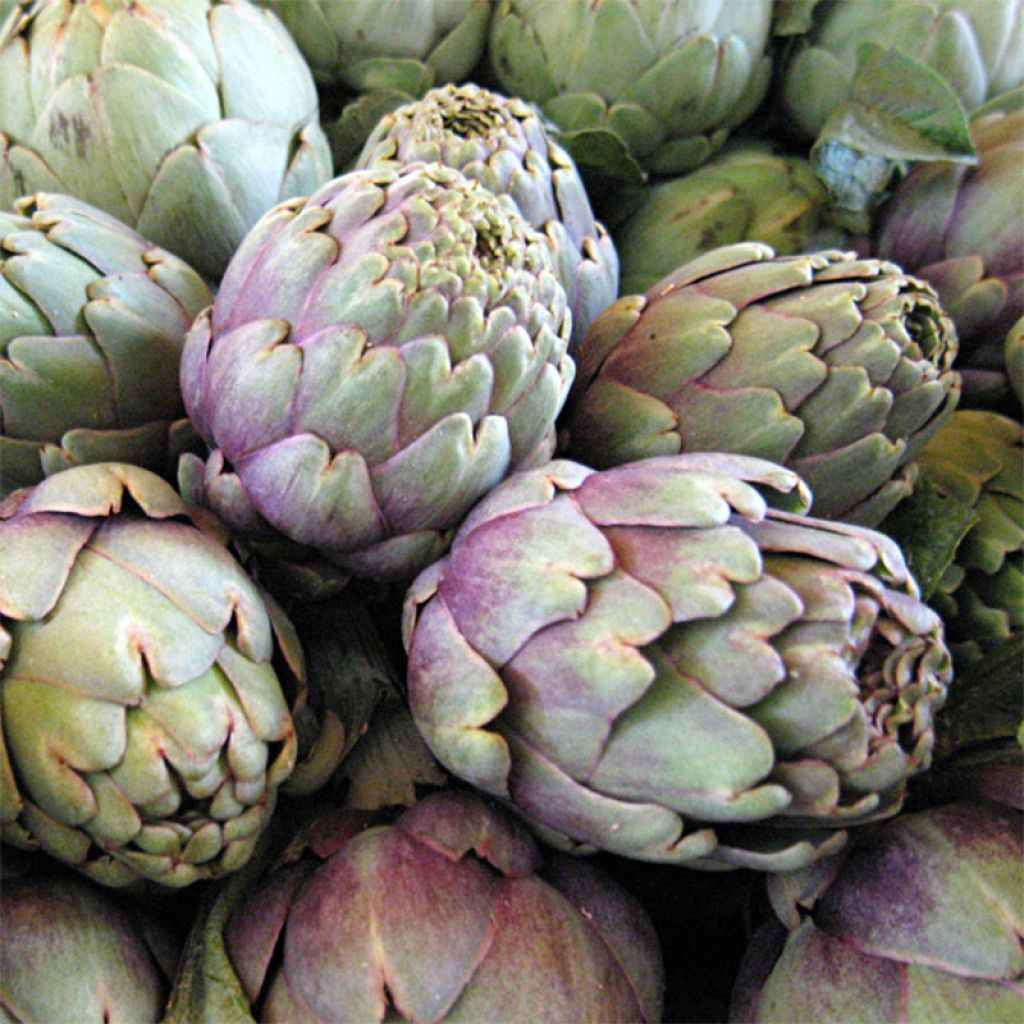 Artichoke Violet de Provence - Cynara scolymus