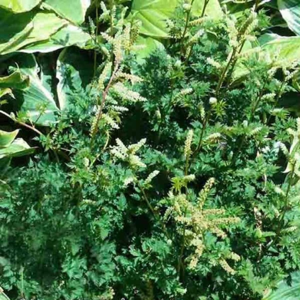 Aruncus aethusifolius - Dwarf Goat's Beard