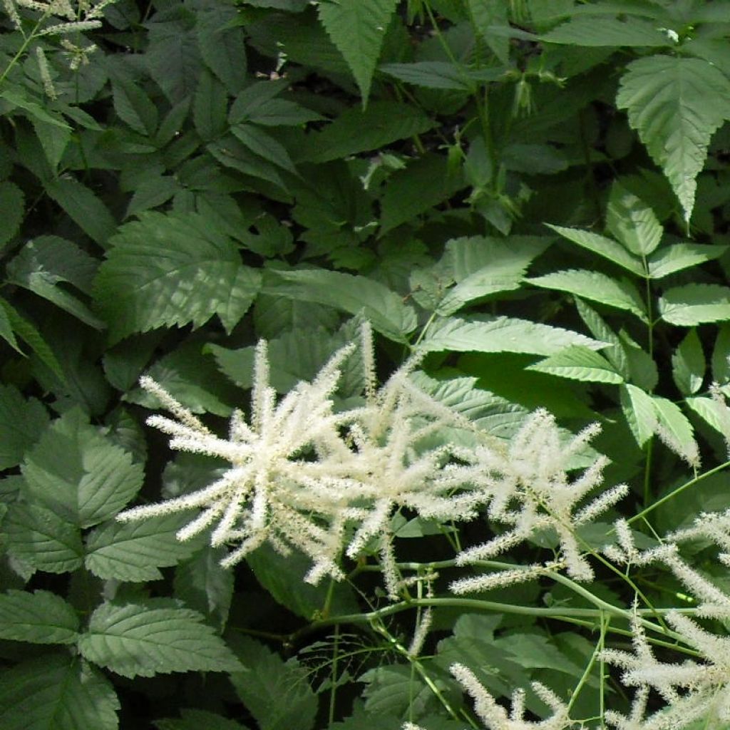 Aruncus dioïcus var. kamtschaticus - Goat's Beard