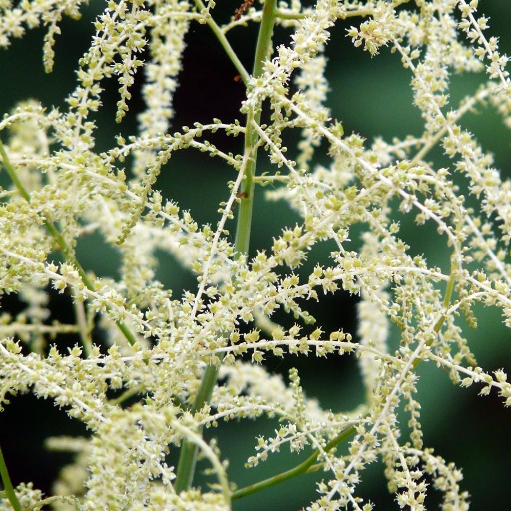Aruncus Misty Lace