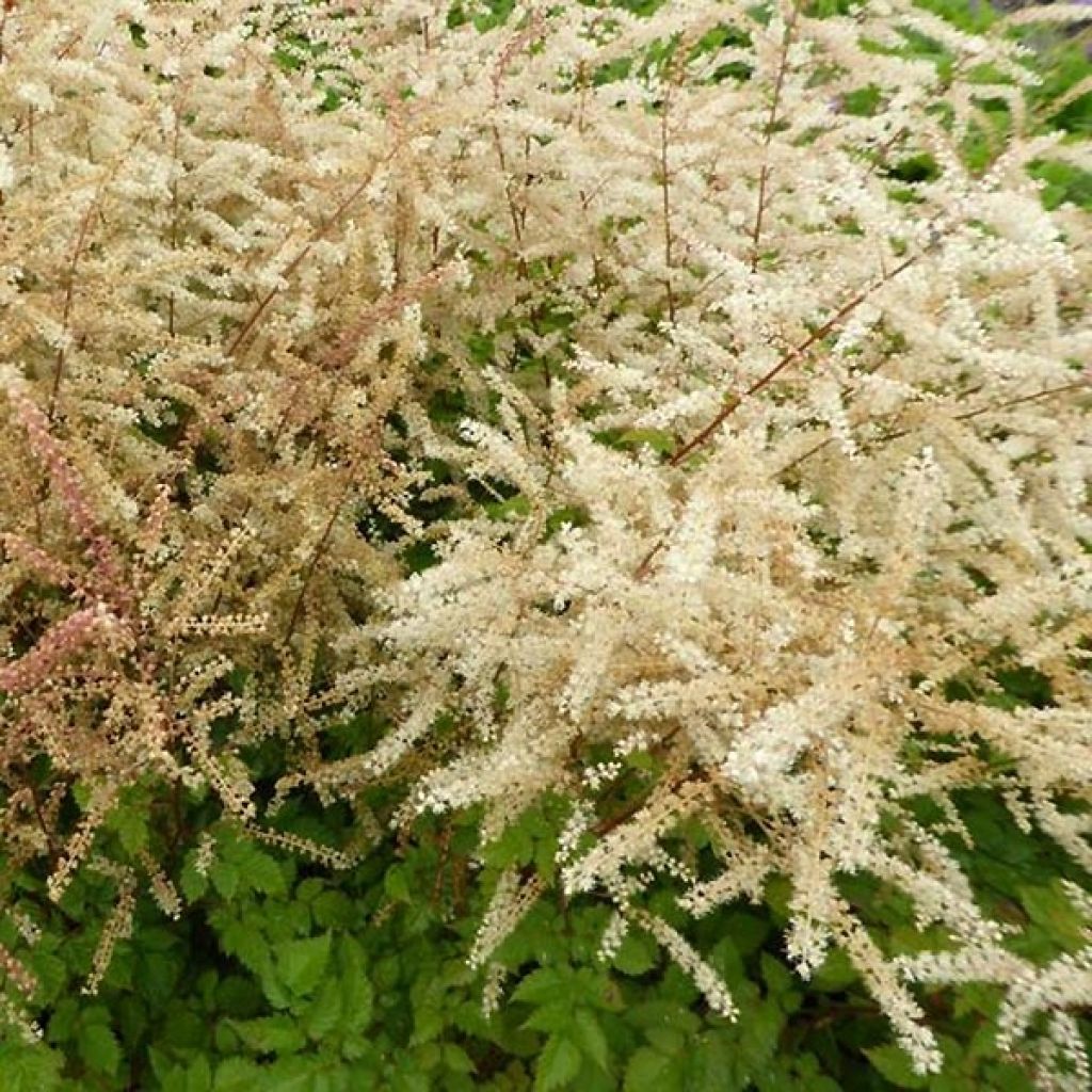 Aruncus Misty Lace