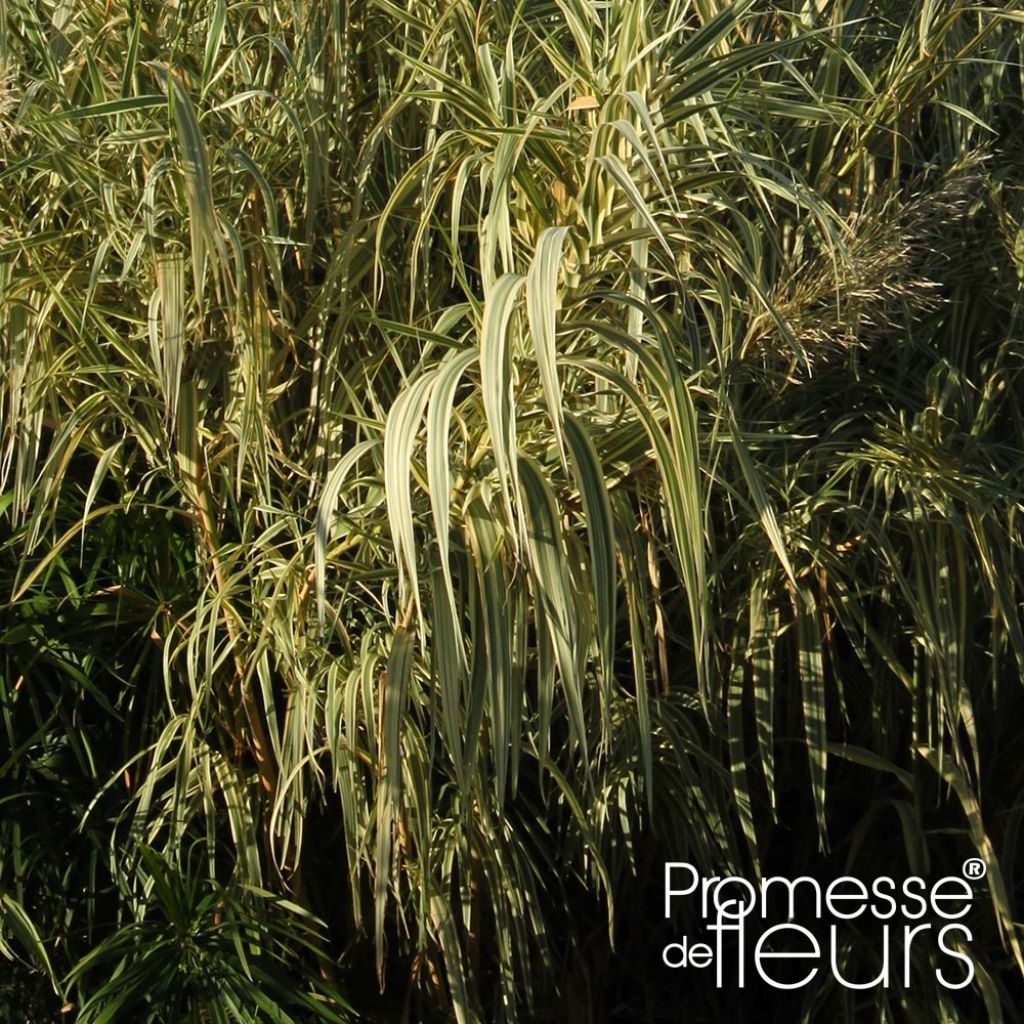 Arundo donax Aureovariegata - Canne de Provence