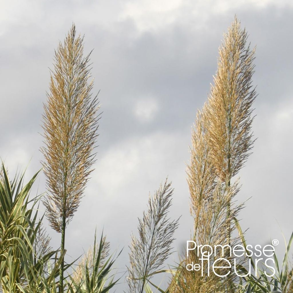Arundo donax Aureovariegata - Canne de Provence
