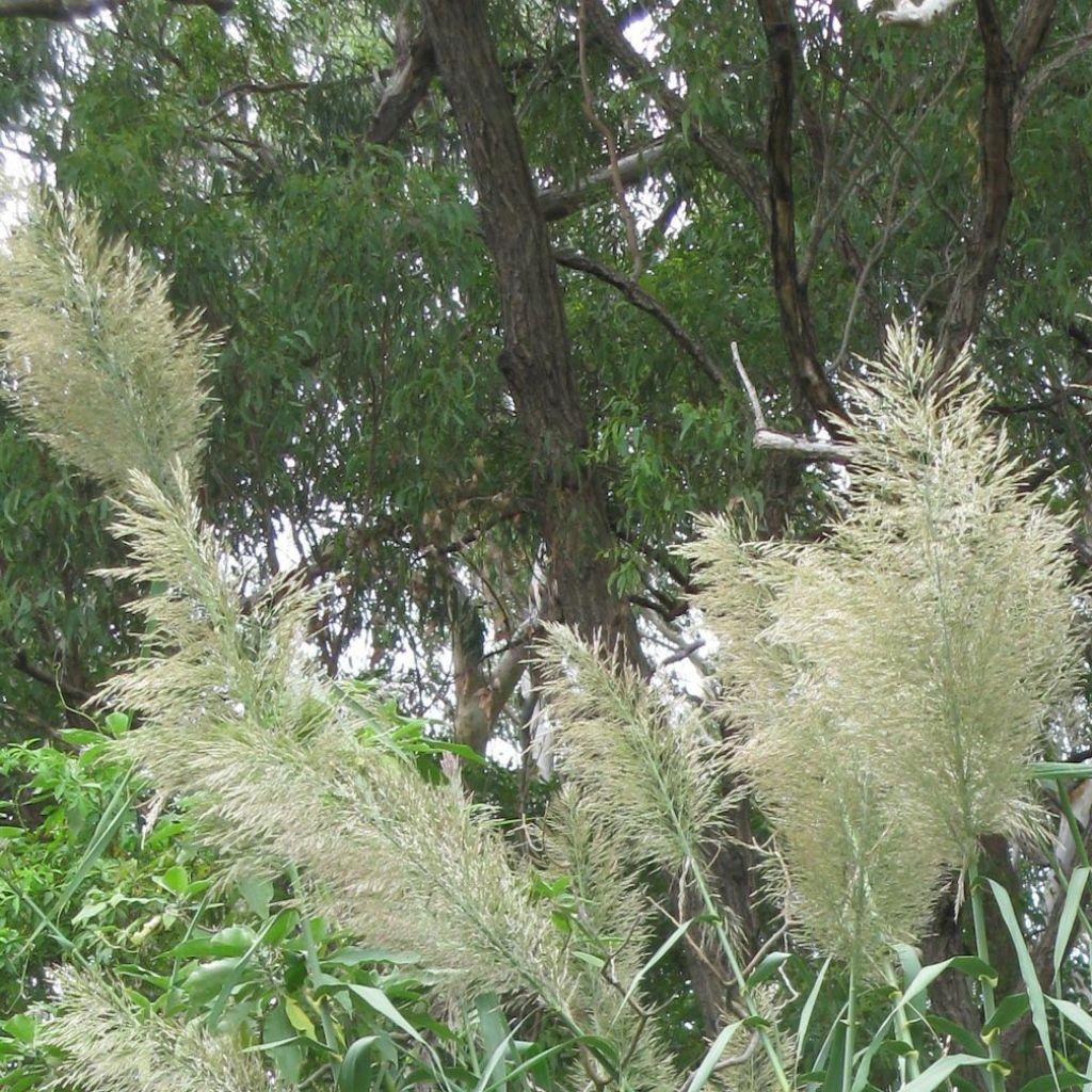 Arundo donax Versicolor