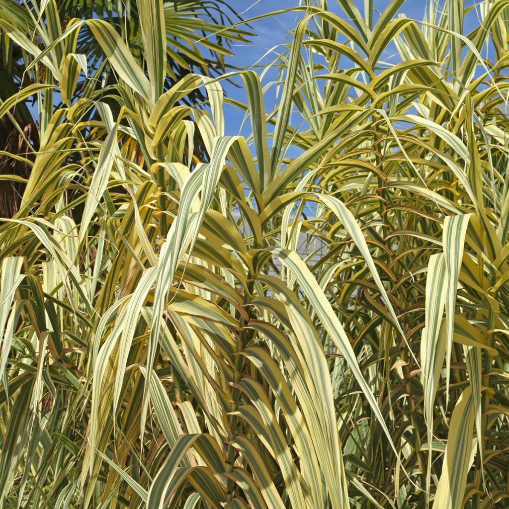 Arundo donax Aureovariegata