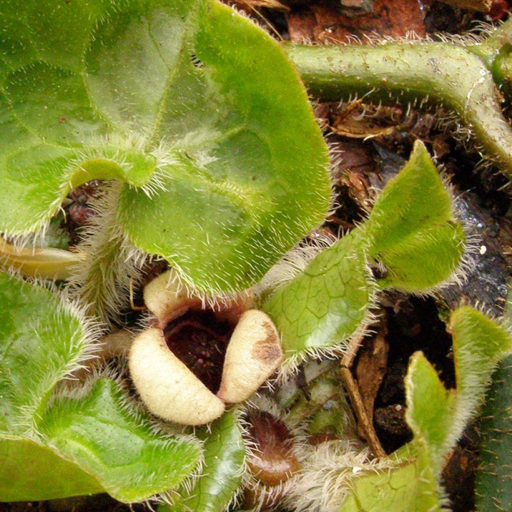 Asarum pulchellum - Wild Ginger