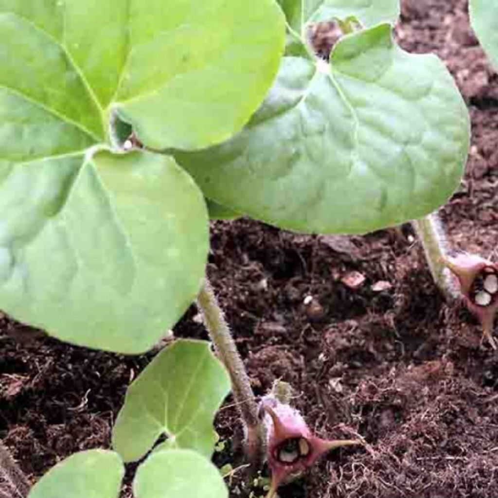 Asarum canadense