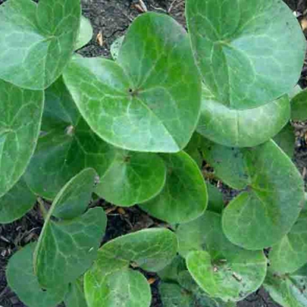 Asarum europaeum