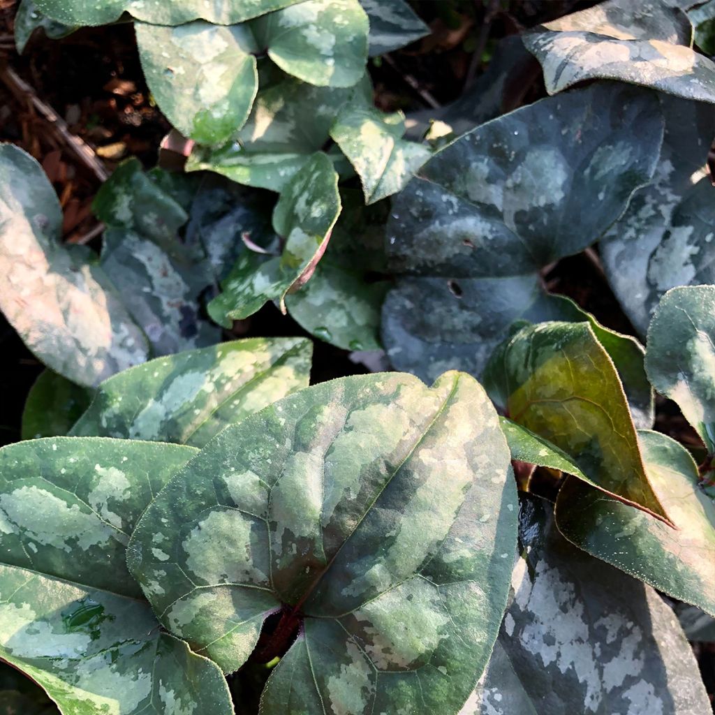 Asarum maximum Ling Ling