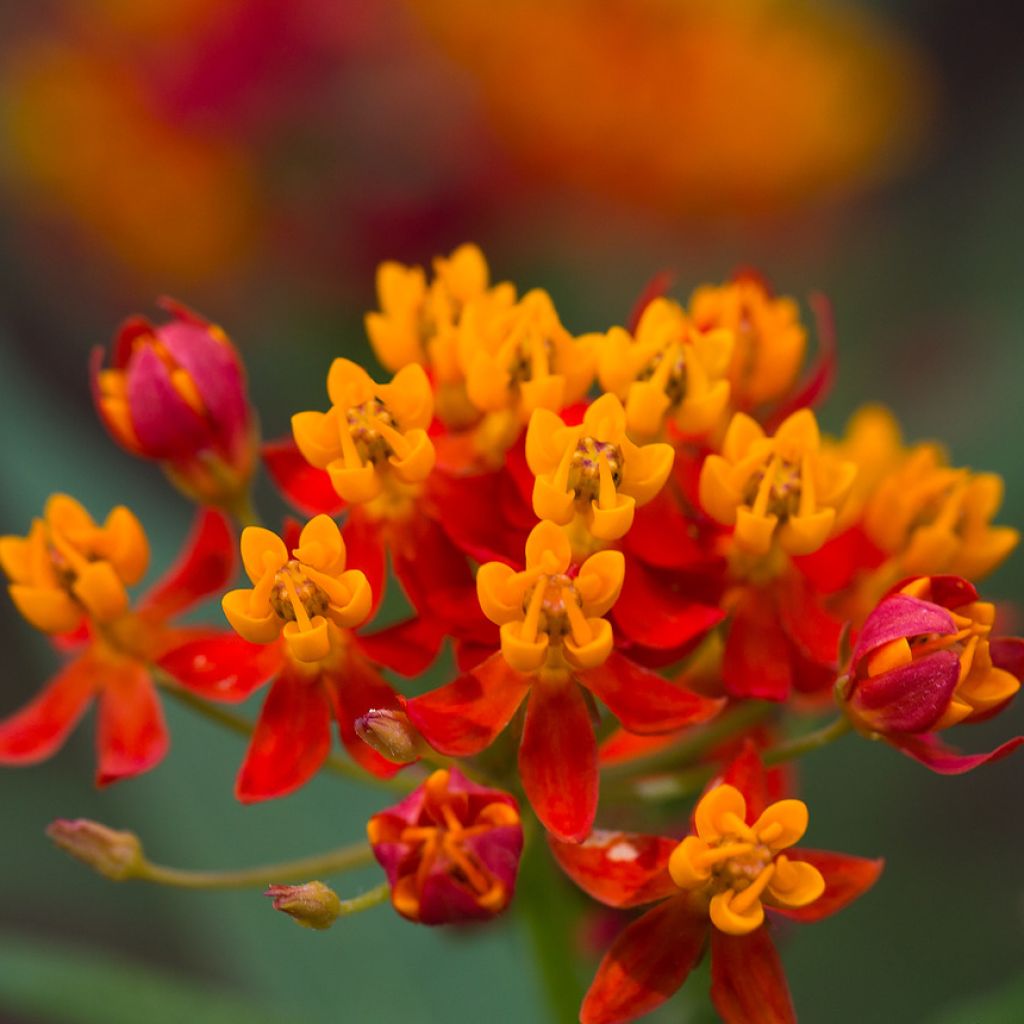 Asclepias curassavica - Milkweed