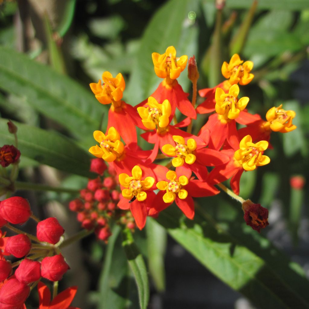 Asclepias curassavica - Milkweed