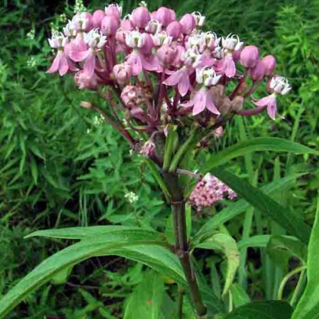 Asclepias incarnata - Milkweed