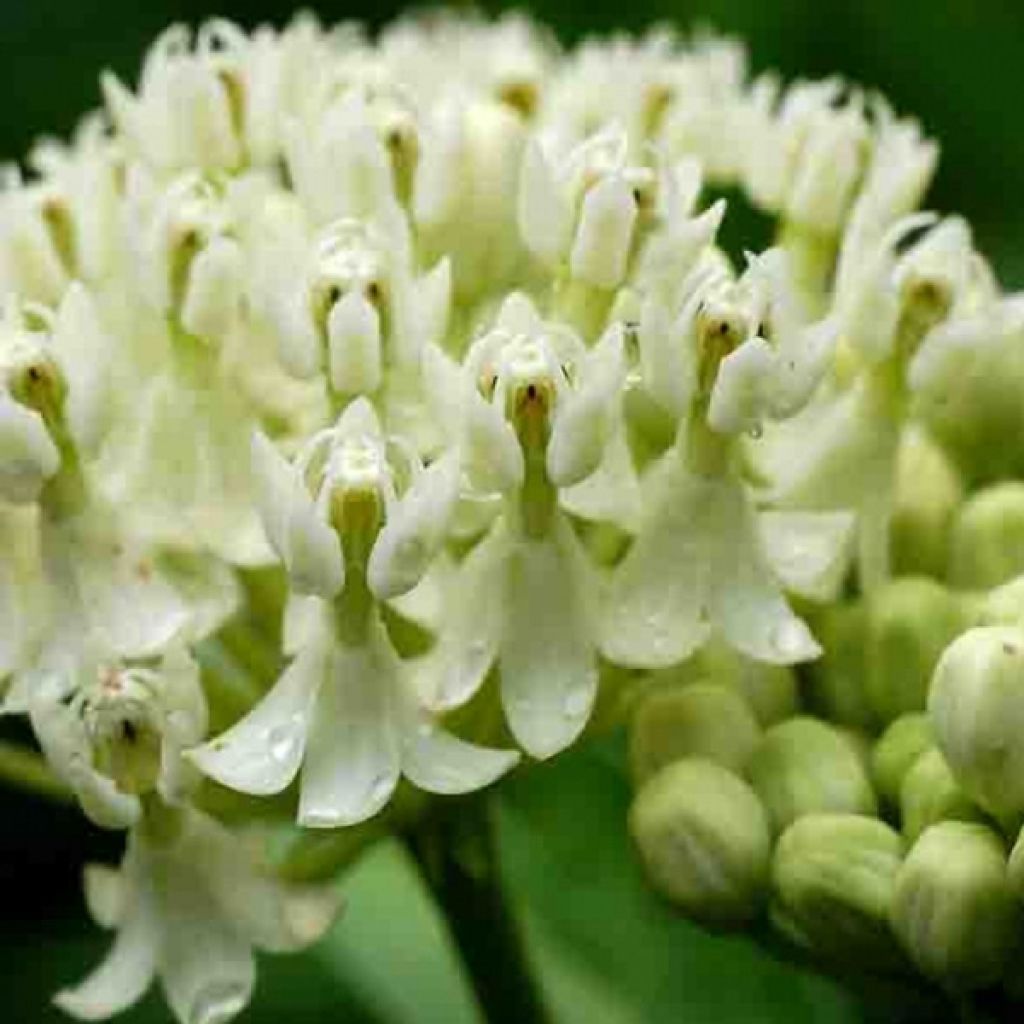 Asclepias incarnata Ice Ballet - Milkweed