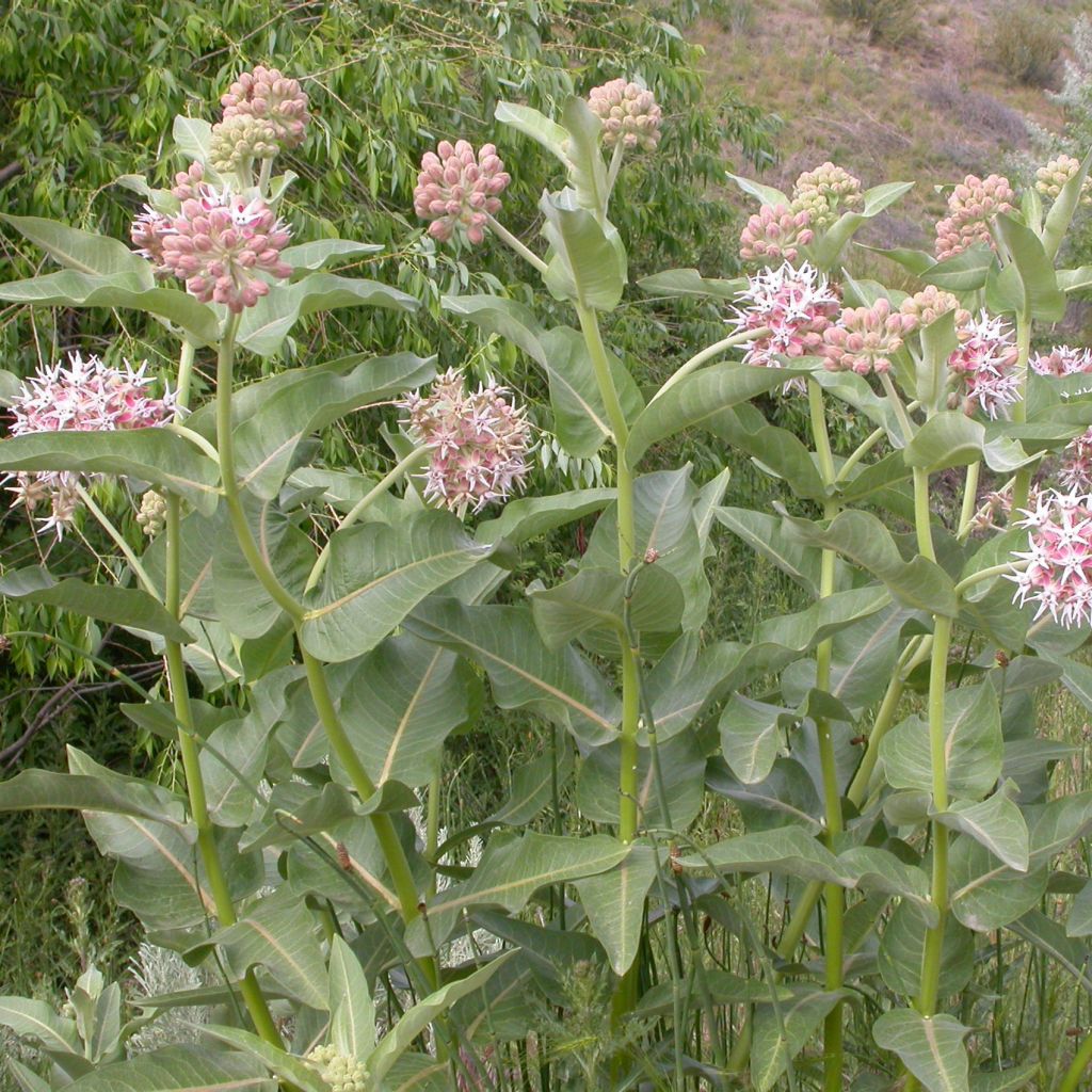 Asclepias speciosa - Milkweed
