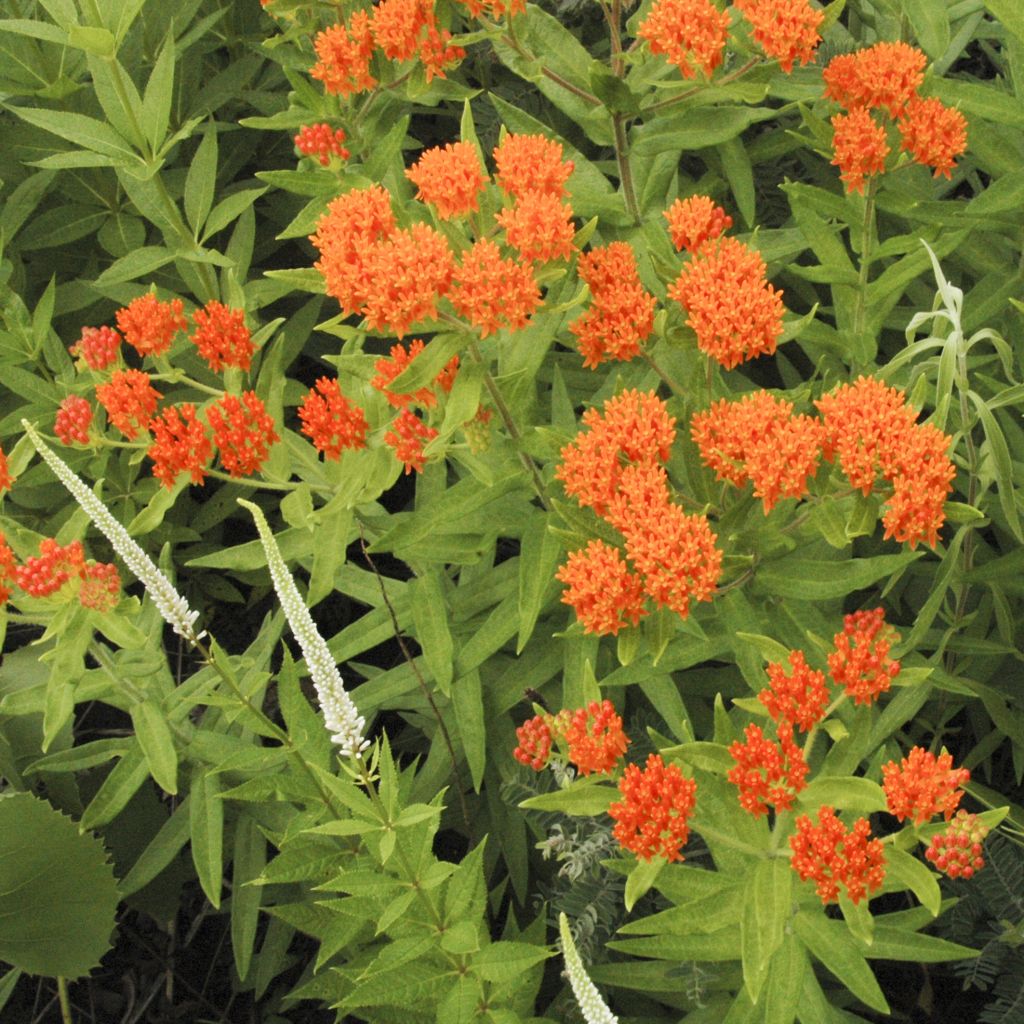 Asclepias tuberosa - Milkweed