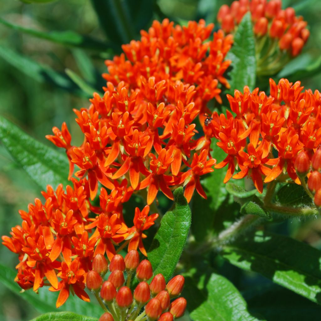 Asclepias tuberosa - Milkweed