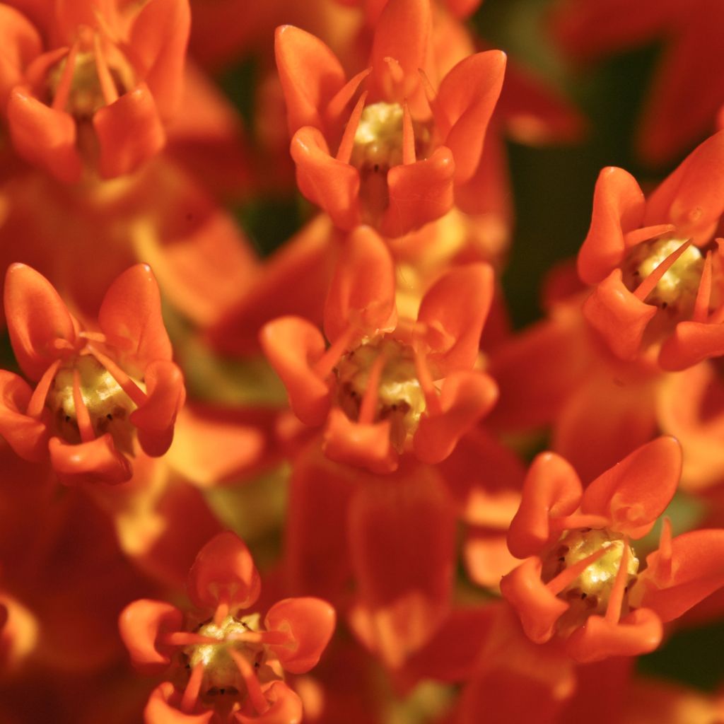 Asclepias tuberosa - Milkweed