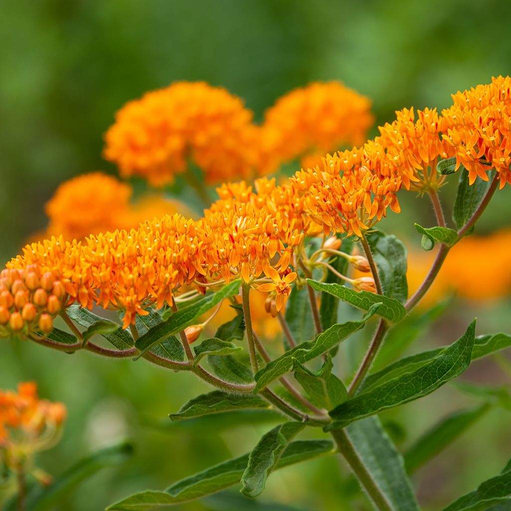 Asclepias tuberosa - Milkweed