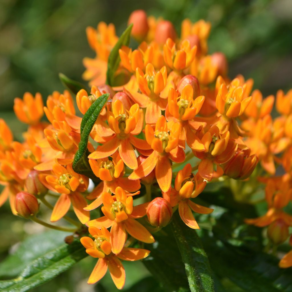 Asclepias tuberosa - Milkweed