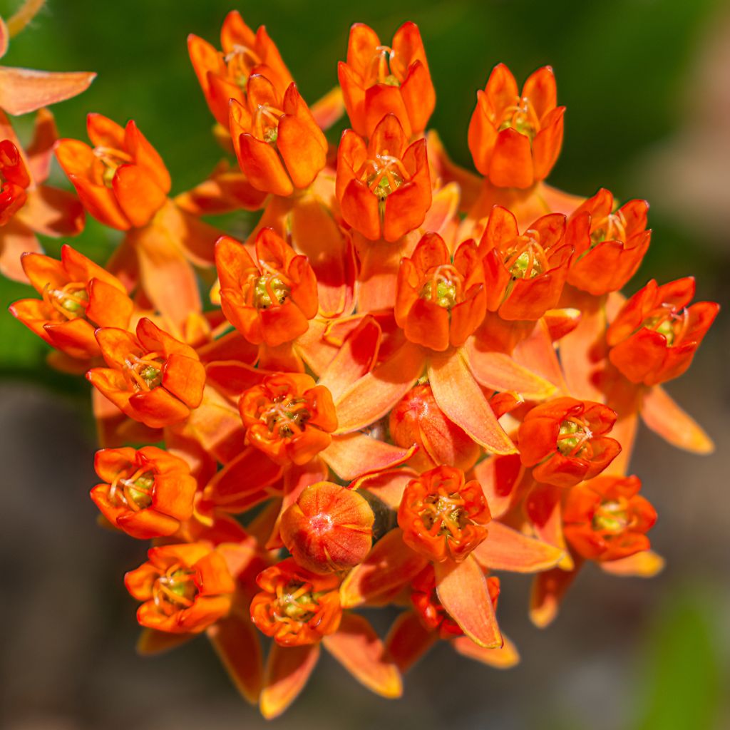Asclepias tuberosa - Milkweed