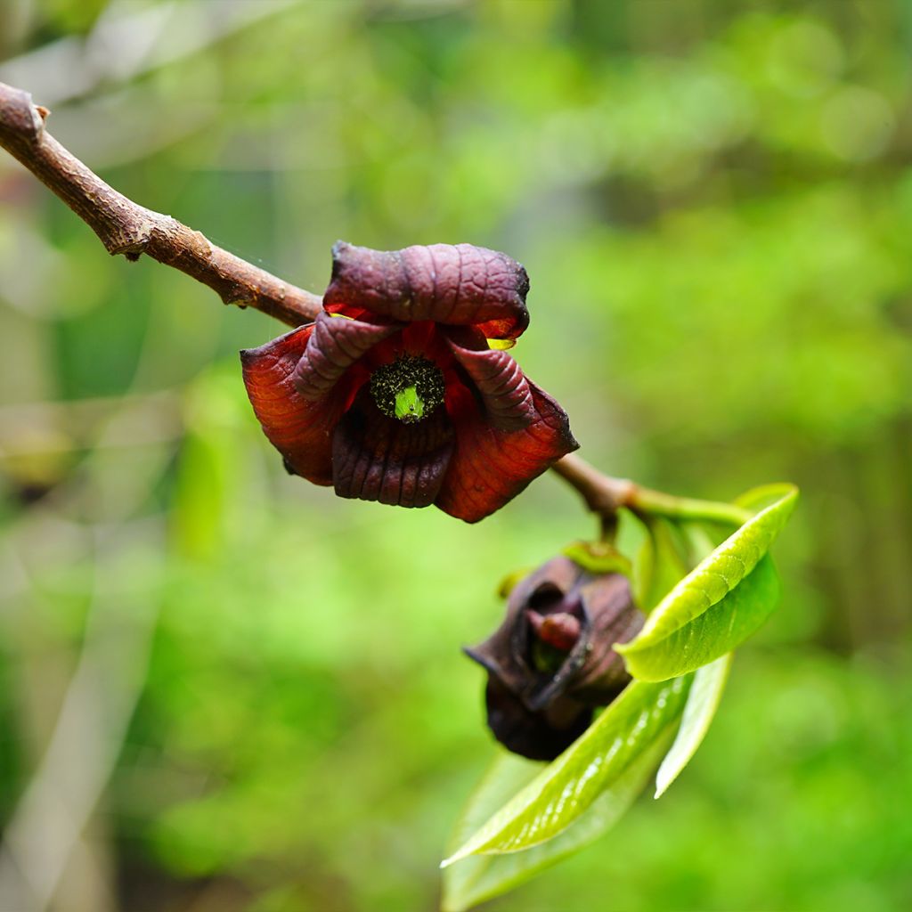 Asimina triloba Shenandoah - Pawpaw
