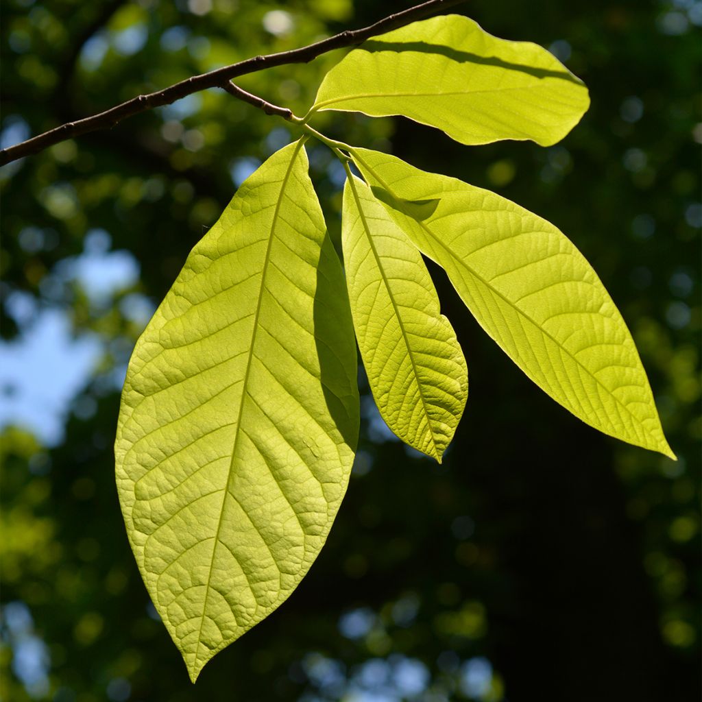 Asimina triloba Shenandoah - Pawpaw