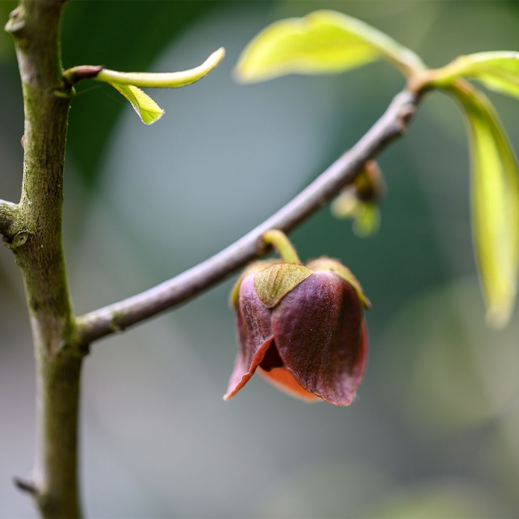 Asimina triloba Wells - Pawpaw