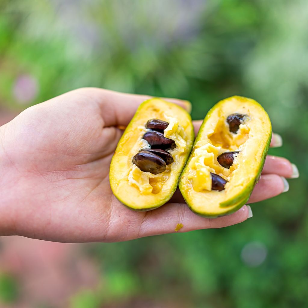 Asimina triloba Wells - Pawpaw