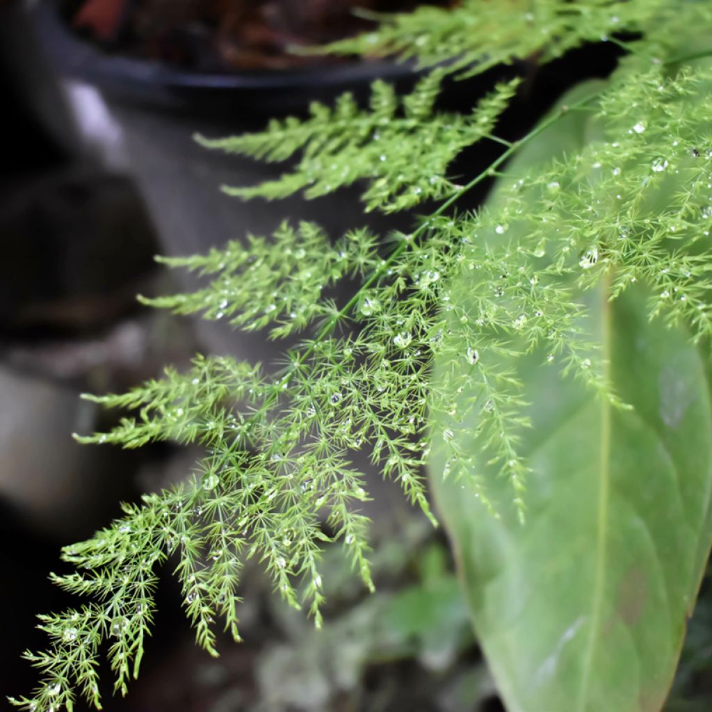 Asparagus plumosus - Fern asparagusumosa