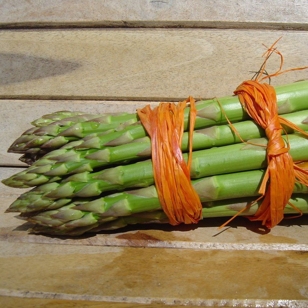 Lima Green asparagus crowns - Asparagus officinalis
