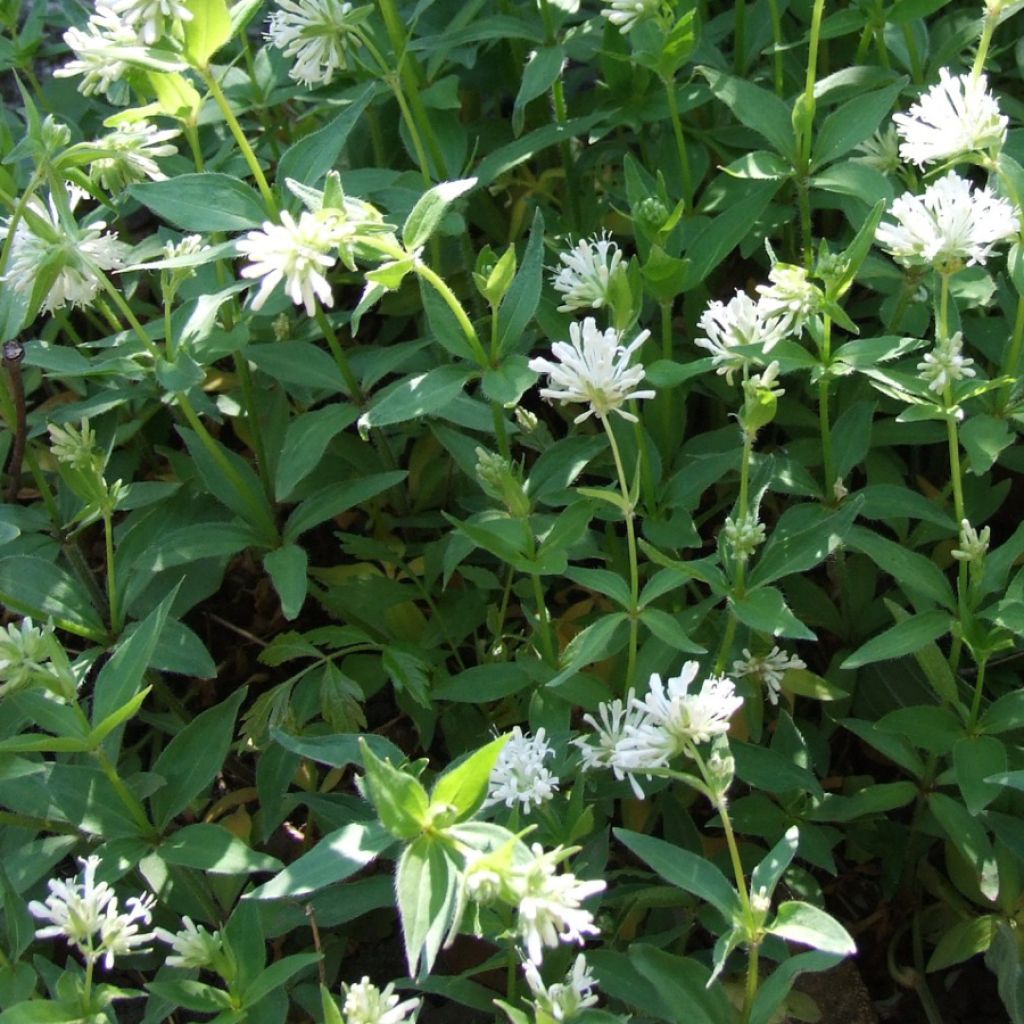 Asperula taurina