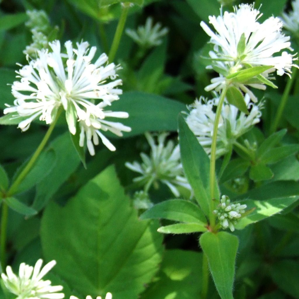 Asperula taurina