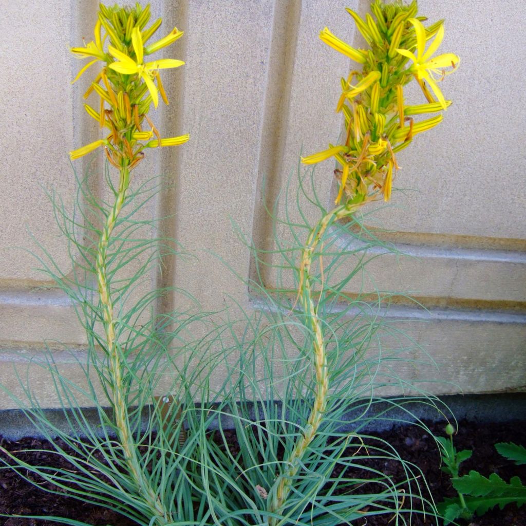 Asphodeline liburnica - Jacob's Rod