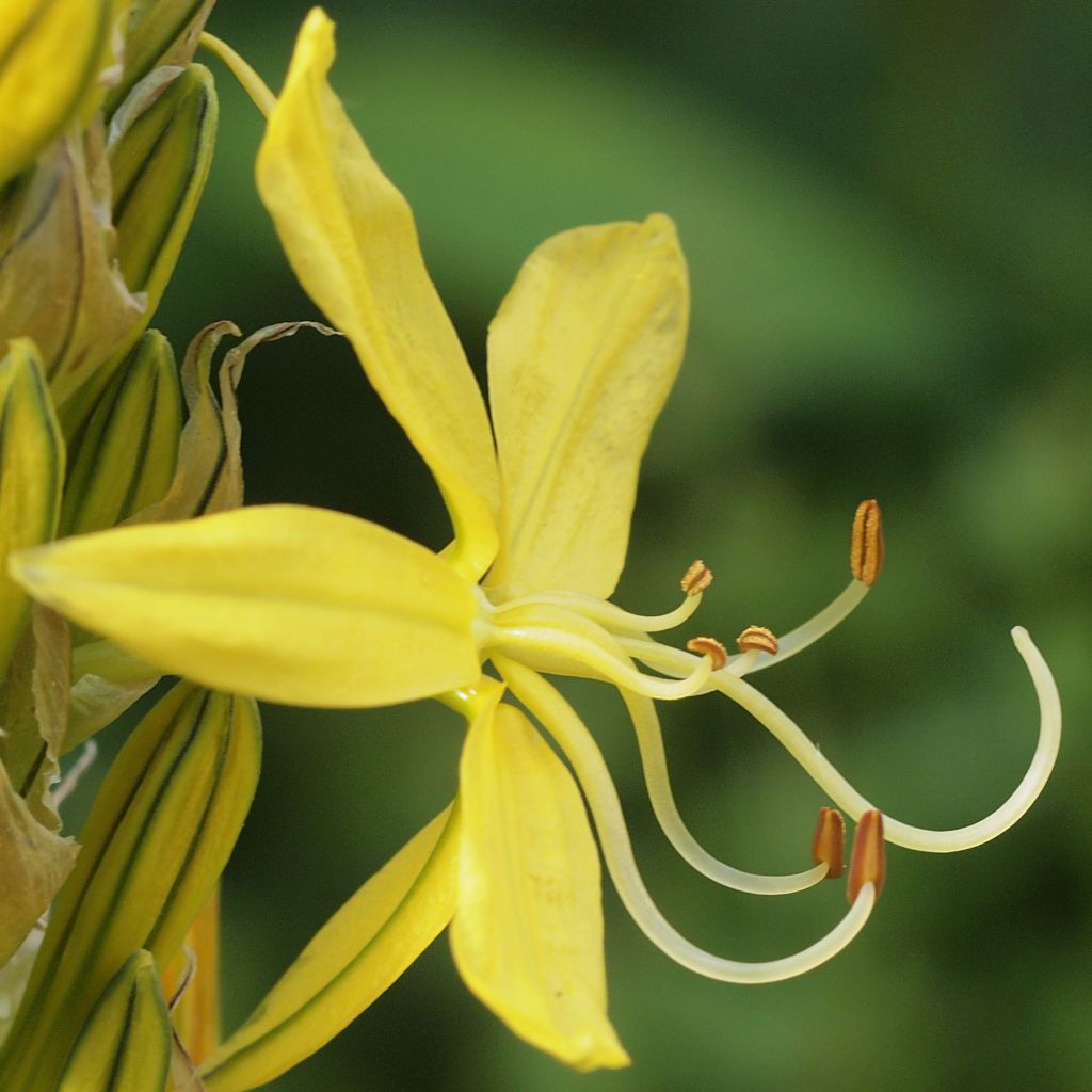Asphodeline liburnica - Jacob's Rod