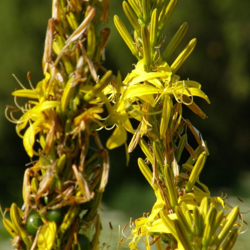 Asphodeline lutea - Jacob's Rod