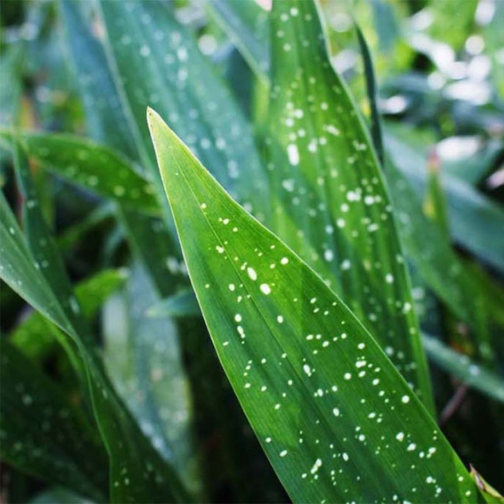 Aspidistra Milky Way - Cast-Iron Plant
