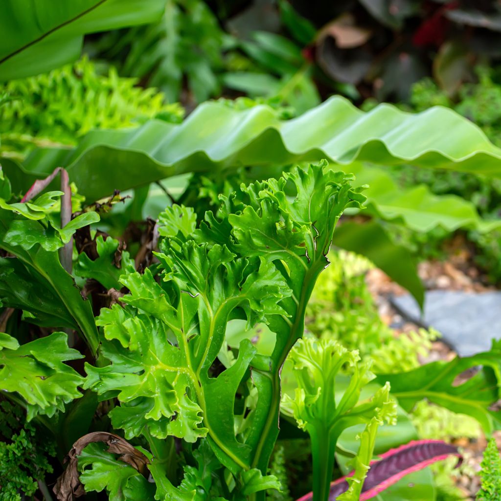 Asplenium antiquum 'Leslie' - Fougère nid d'oiseau Leslie, fougère antique Leslie